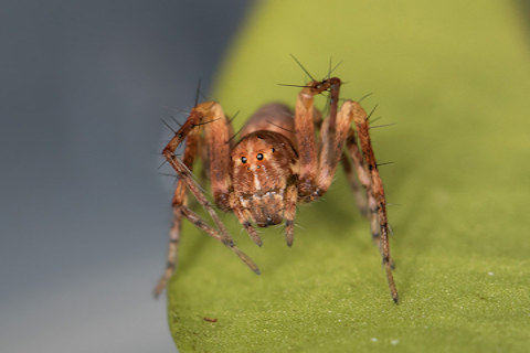 Lynx Spider (Oxyopes variabilis) (Oxyopes variabilis)